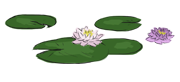 water lillies